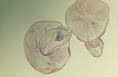 Když rostou...práce klientky 2025, kresba barevnými pastelkami.